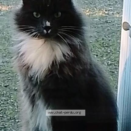 Photo 1/1 Bidou Chat perdu à Inzinzac lochrist