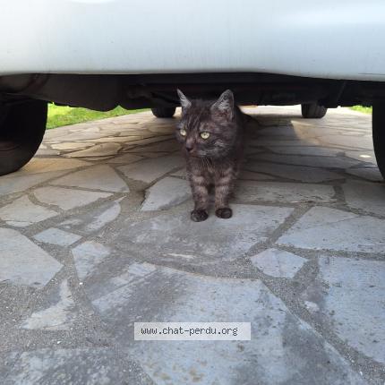 Photo de chat trouvé à Deuil La Barre