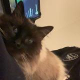 Photo de chat trouvé à Benejacq