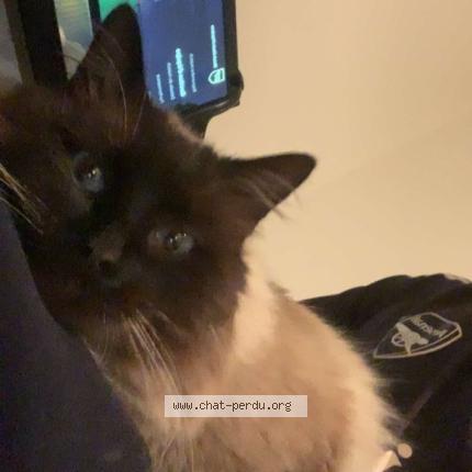 Photo 1/1 Chat trouvé Trouvé à Benejacq