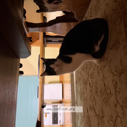 Photo 1/1 Chat trouvé Trouvé à Aso