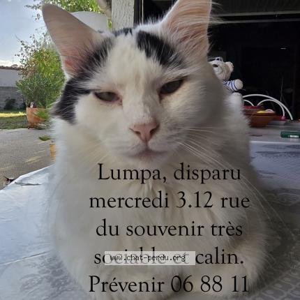 Photo 1/1 LUMPA Chat perdu à Ruelle sur touvre