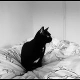 Photo de chat perdu à Ifs