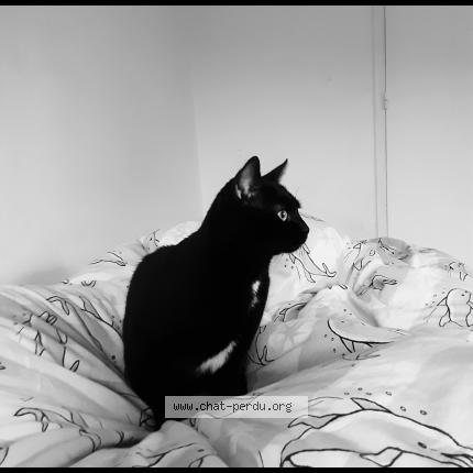 Photo 1/1 Bagherra Chat perdu à Ifs