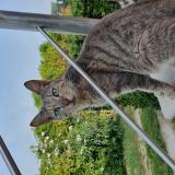 Photo de chat perdu à Le Thor