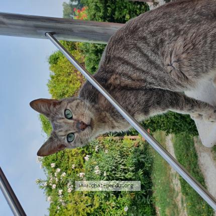 Photo 1/1 Chachou Chat perdu à Le thor