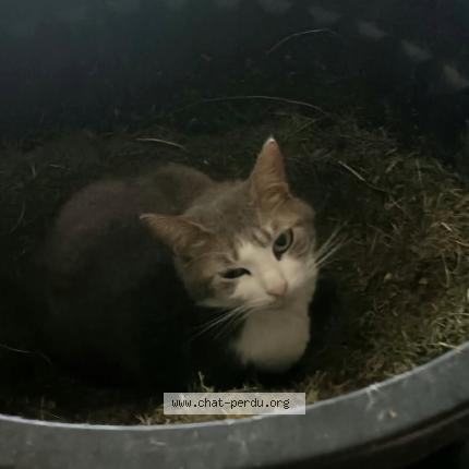 Photo 1/1 Chat retrouvé Perdu à Origny Le Sec