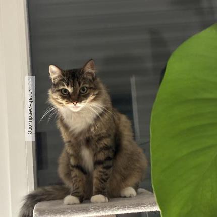 Photo de chat perdu à Seysses