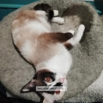 Photo de chat perdu à Clichy