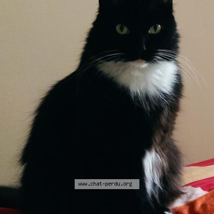 Photo 1/1 Chat retrouvé Perdu à Vaulnaveys le bas