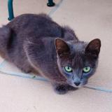 Photo de chat perdu à Saint Castin