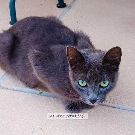 Photo 1/1 Lolo Chat perdu à Saint castin