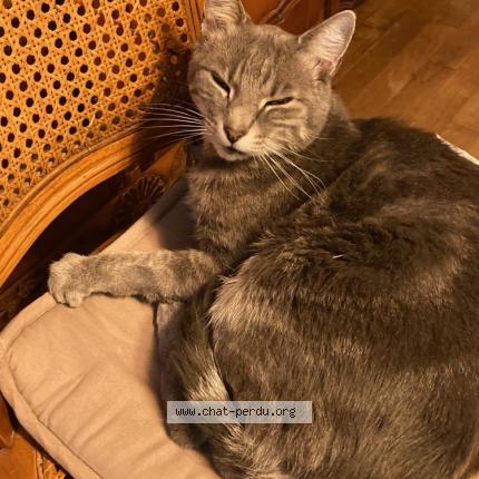 Photo 1/1 Chat retrouvé Perdu à Bernieres Sur Mer