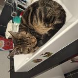 Photo de chat perdu à Seichamps