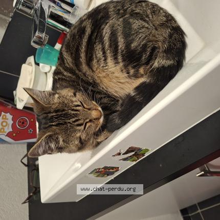 Photo 1/1 Astro Chat perdu à Seichamps