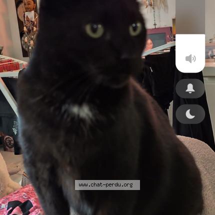 Photo de chat perdu à Saussan
