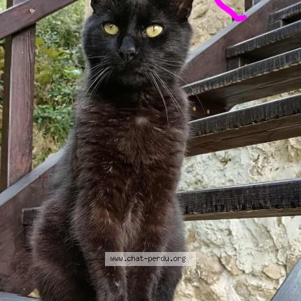 Photo 1/1 Ceylian Chat perdu à Satillieu