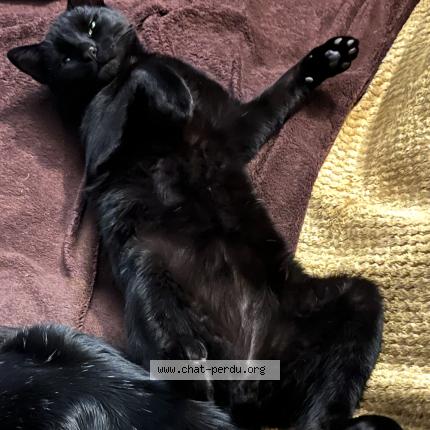 Photo 1/3 Chat retrouvé Perdu à Saint denis