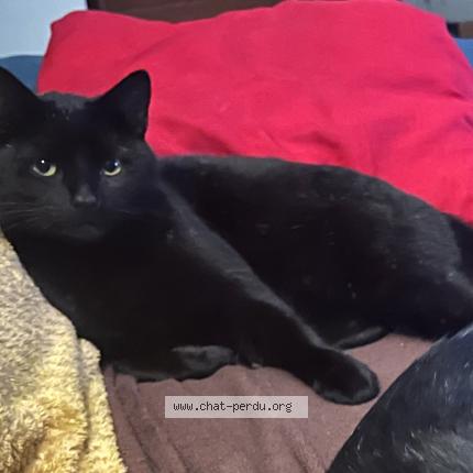 Photo 2/3 Chat retrouvé Perdu à Saint denis