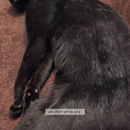 Photo 3/3 Chat retrouvé Perdu à Saint denis