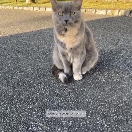 Photo 1/1 gnagna Chat perdu à Buhl