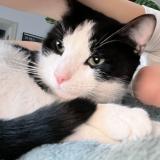 Photo de chat perdu à Paris