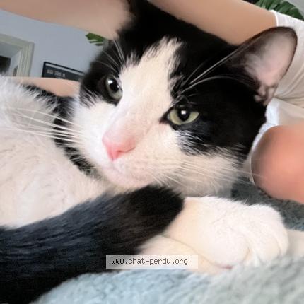 Photo 1/1 Rocky Chat perdu à Paris