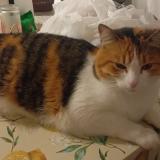 Photo de chat perdu à Villepinte