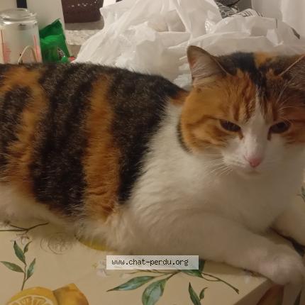 Photo 1/1 C&acirc;line Chat perdu à Villepinte