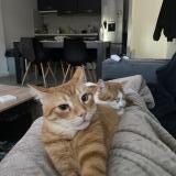 Photo de chat perdu à Challans