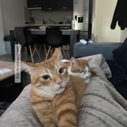 Photo 1/1 Joke Chat perdu à Challans