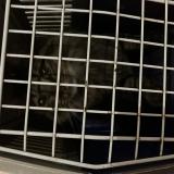 Photo de chat trouvé à Rambouillet