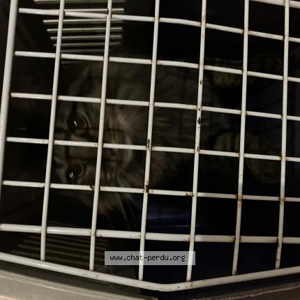 Photo 1/1 Chat retrouvé Trouvé à Rambouillet