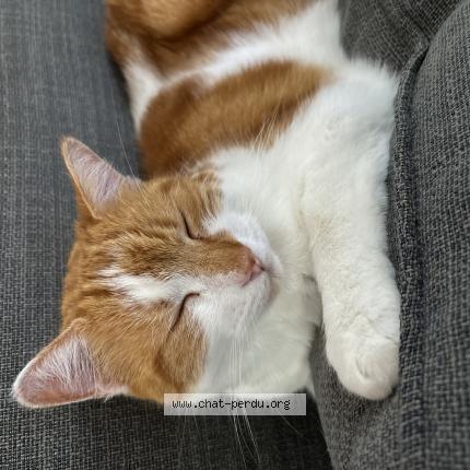 Photo 1/1 Karamel Chat perdu à Baisieux