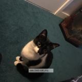 Photo de chat perdu à Caldicot