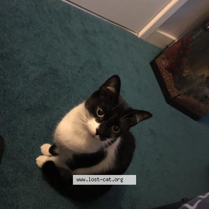 Photo 1/4 Harley Chat perdu à Caldicot