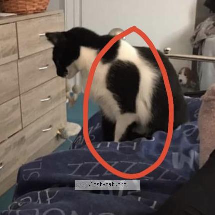 Photo 2/4 Harley Chat perdu à Caldicot