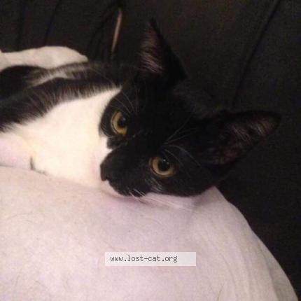 Photo 3/4 Harley Chat perdu à Caldicot