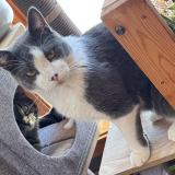 Photo de chat perdu à Saint Basile Le Grand