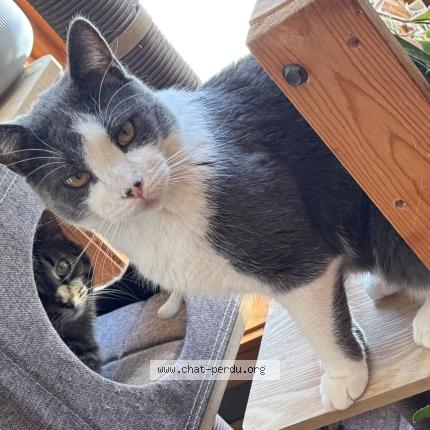 Photo 1/1 Indy Chat perdu à Saint basile le grand