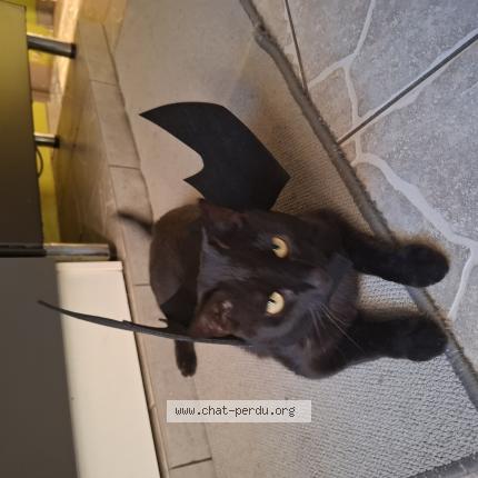 Photo 1/1 Chat retrouvé Perdu à Honn