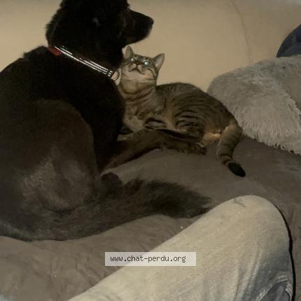 Photo 1/1 Mélo Chat perdu à Rouffigny