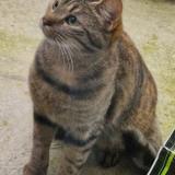 Photo de chat perdu à Dainville