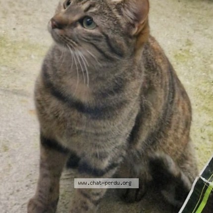 Photo 3/3 Caline Chat perdu à Dainville