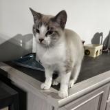 Photo de chat perdu à Saint Laurent Sur Gorre