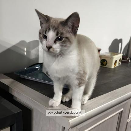 Photo 1/1 Gahia Chat perdu à Saint laurent sur gorre