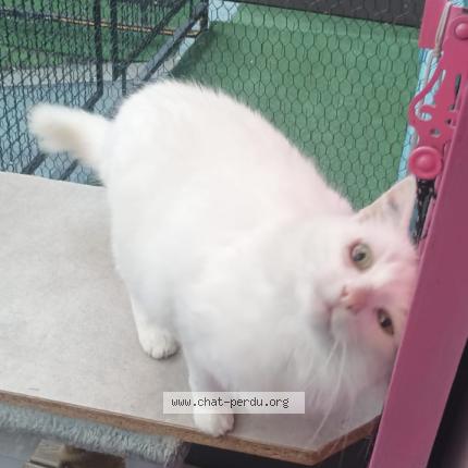 Photo 1/1 Marin Chat perdu à Aigues mortes