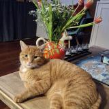 Photo de chat perdu à Saint Prest