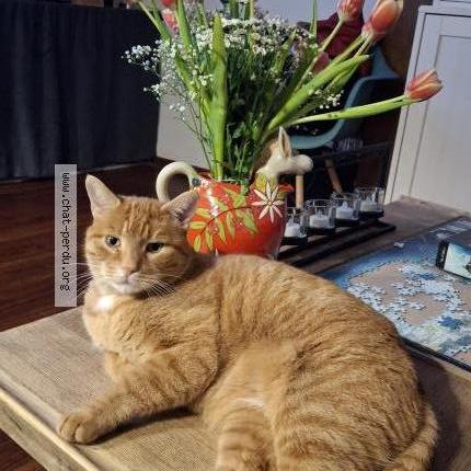 Photo 1/1 Bebe Chat perdu à Saint prest