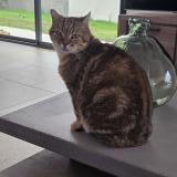 Photo de chat perdu à Hanches